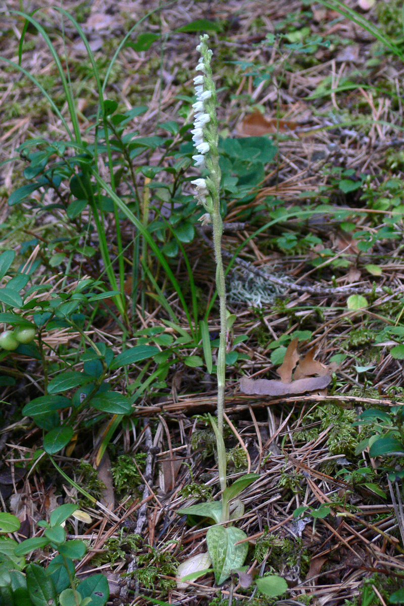 Изображение особи Goodyera repens.