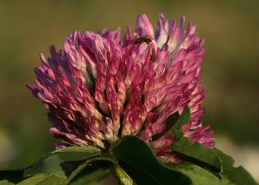 Изображение особи Trifolium pratense.