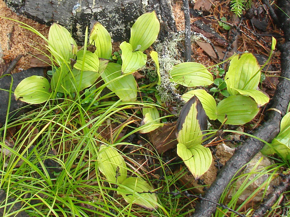 Image of Cypripedium guttatum specimen.