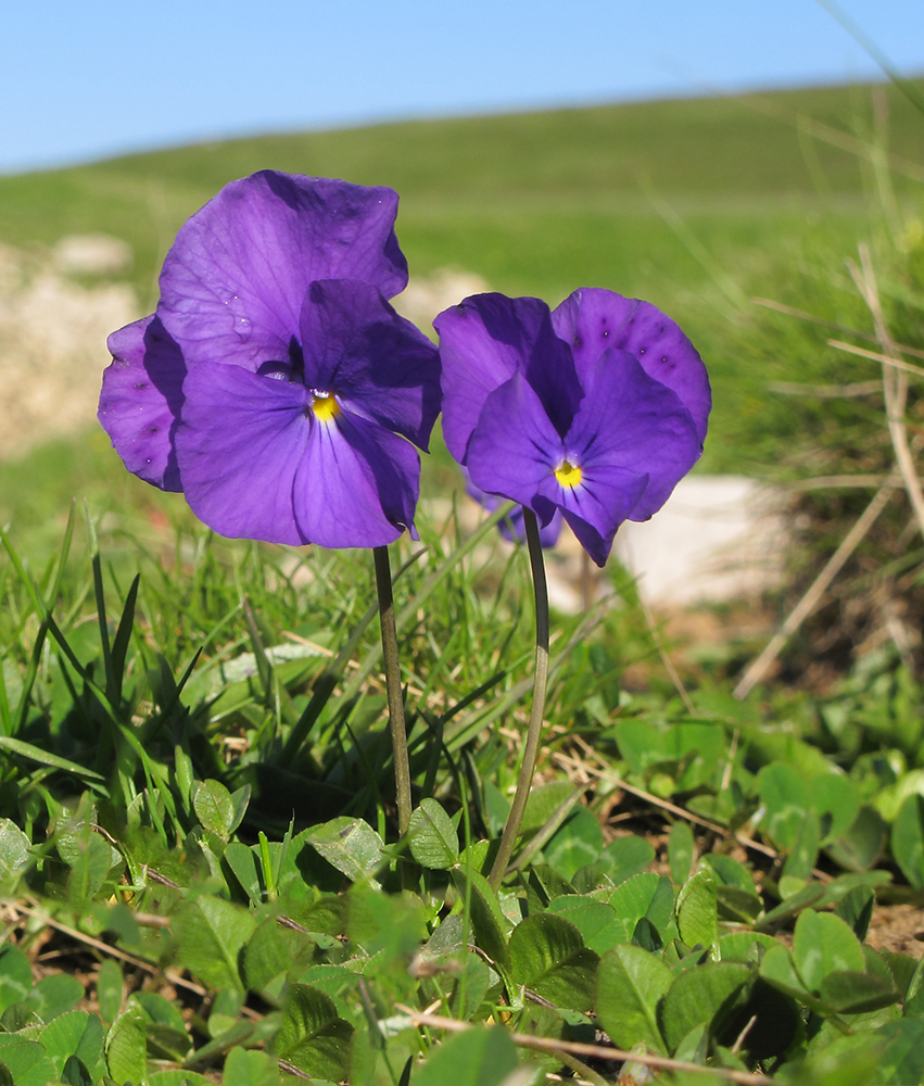 Изображение особи Viola oreades.