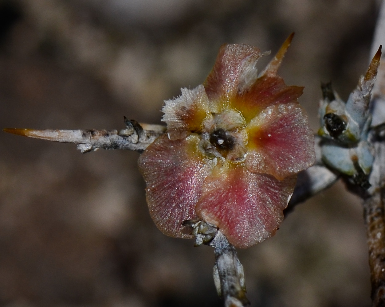 Image of Noaea mucronata specimen.