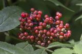 Sambucus racemosa. Соплодие с нимфой клопа-щитника. Саратов, Кумысная поляна, берёзово-сосновый лес. 05.07.2014.