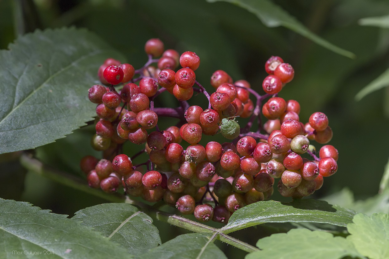 Изображение особи Sambucus racemosa.