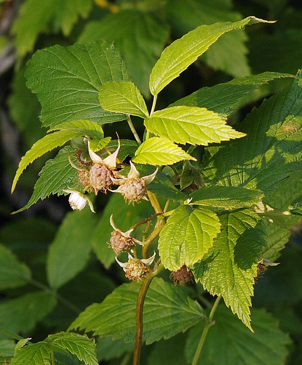 Изображение особи Rubus idaeus.