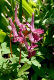 Corydalis caucasica