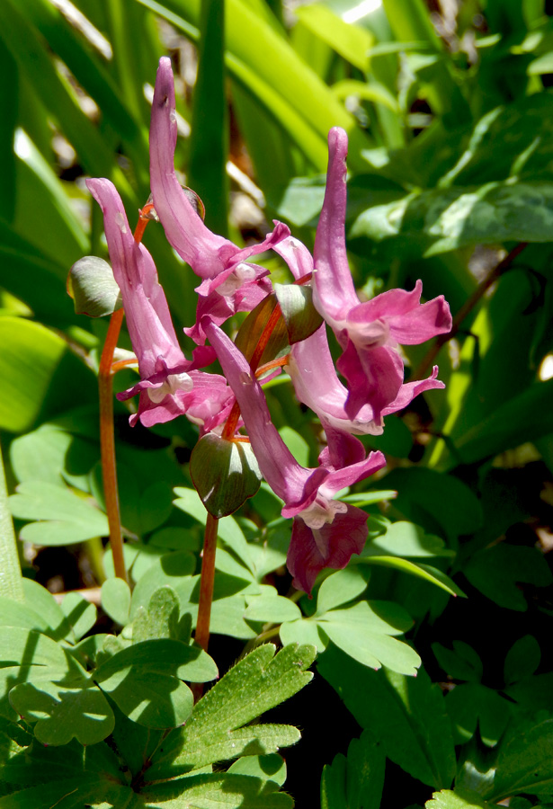 Image of Corydalis caucasica specimen.