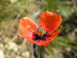 Papaver laevigatum