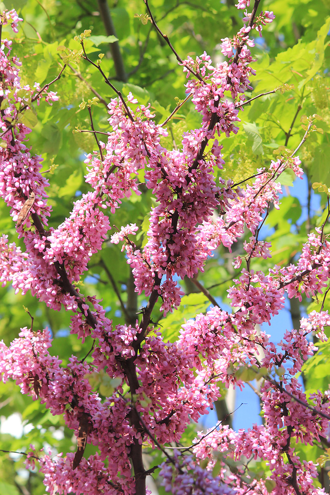 Image of Cercis siliquastrum specimen.