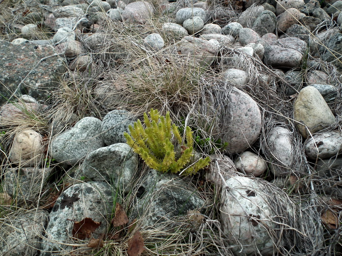 Image of Huperzia appressa specimen.