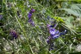 Vicia cracca