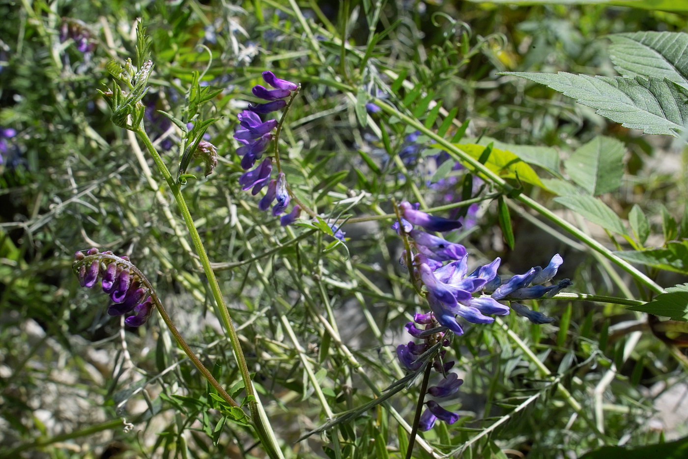 Image of Vicia cracca specimen.