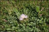 Cirsium roseolum. Цветущее растение. Республика Татарстан, Азнакаевский р-н, р. Стярле, 2006 г.