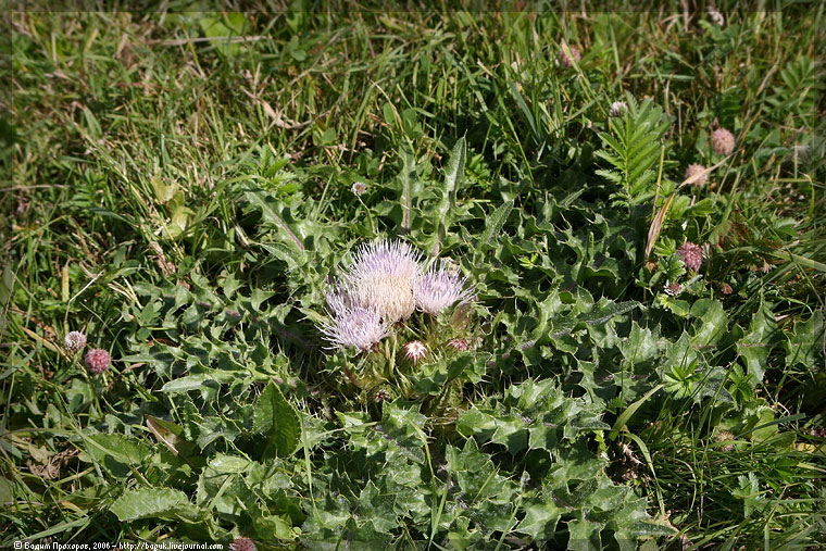 Изображение особи Cirsium roseolum.