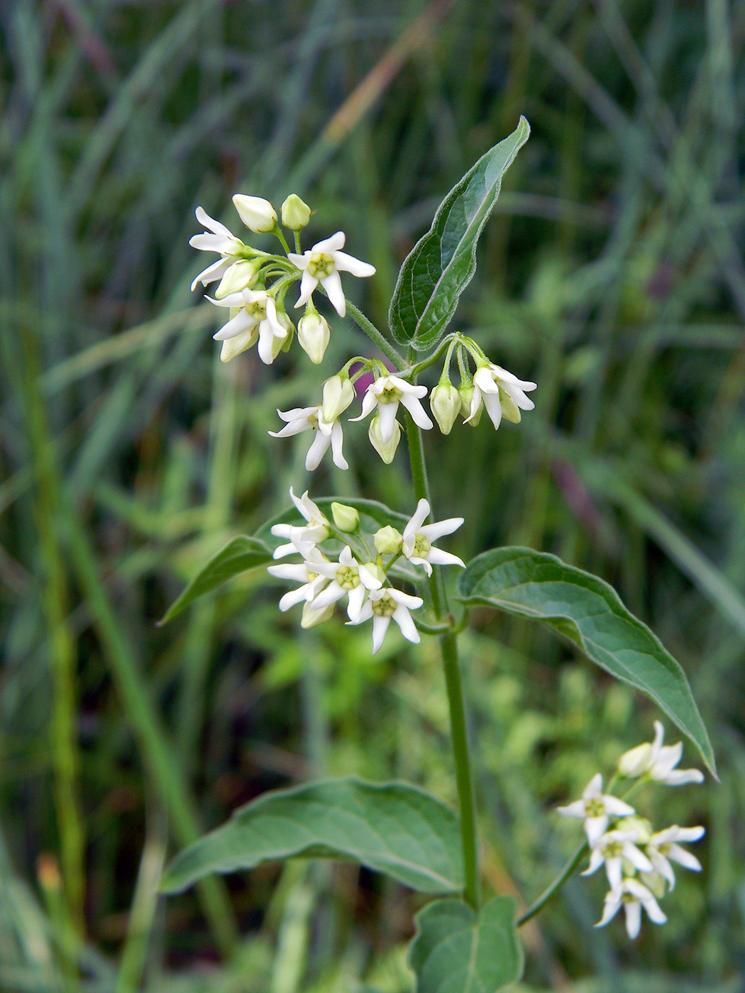 Image of Vincetoxicum hirundinaria specimen.