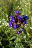 Anchusa officinalis