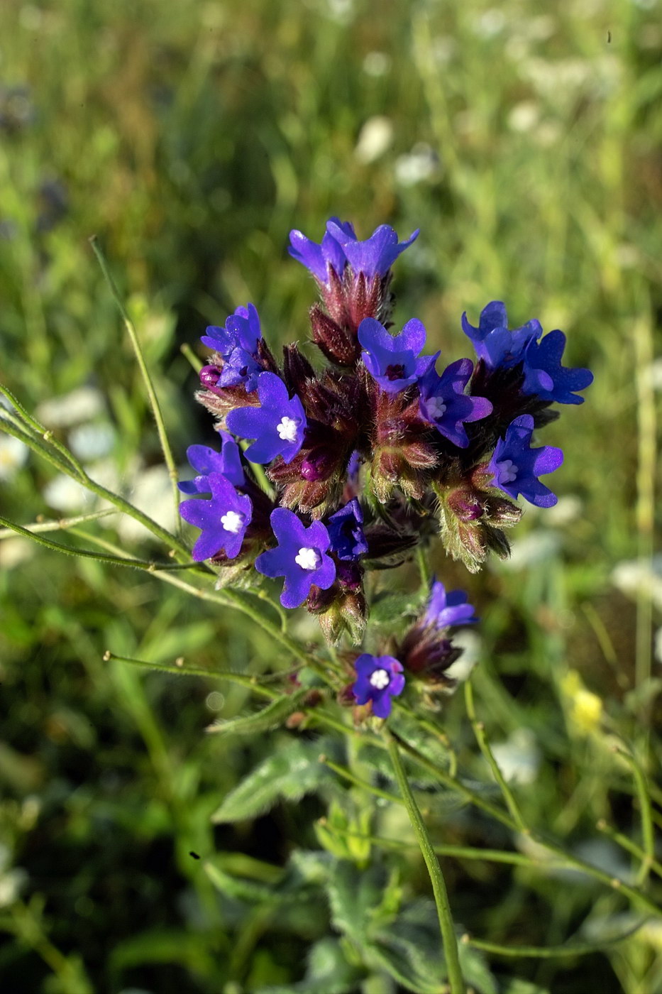 Изображение особи Anchusa officinalis.