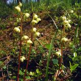 Pyrola chlorantha