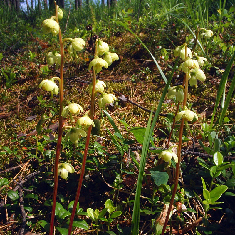 Изображение особи Pyrola chlorantha.