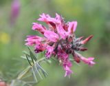 Astragalus cornutus. Соцветие. Украина, Днепропетровская обл., Криворожский р-н, окр. с. Широкое, склон балки. 08.06.2016.