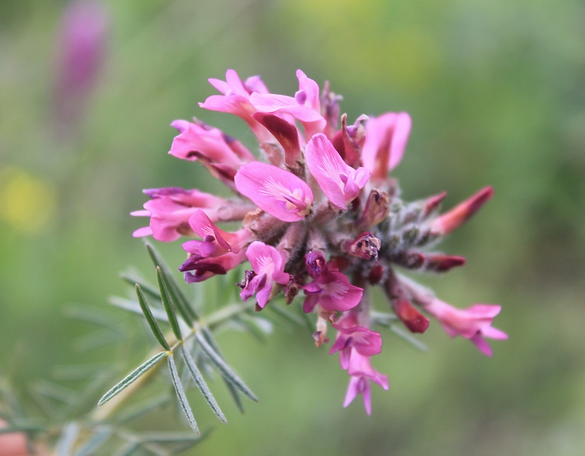 Изображение особи Astragalus cornutus.