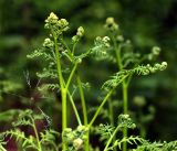 Pteridium pinetorum. Верхушки развивающихся ваий. Московская обл., Раменский р-н, окр. ж.-д. платформы Хрипань, смешанный лес у ЛЭП. 13.06.2016.