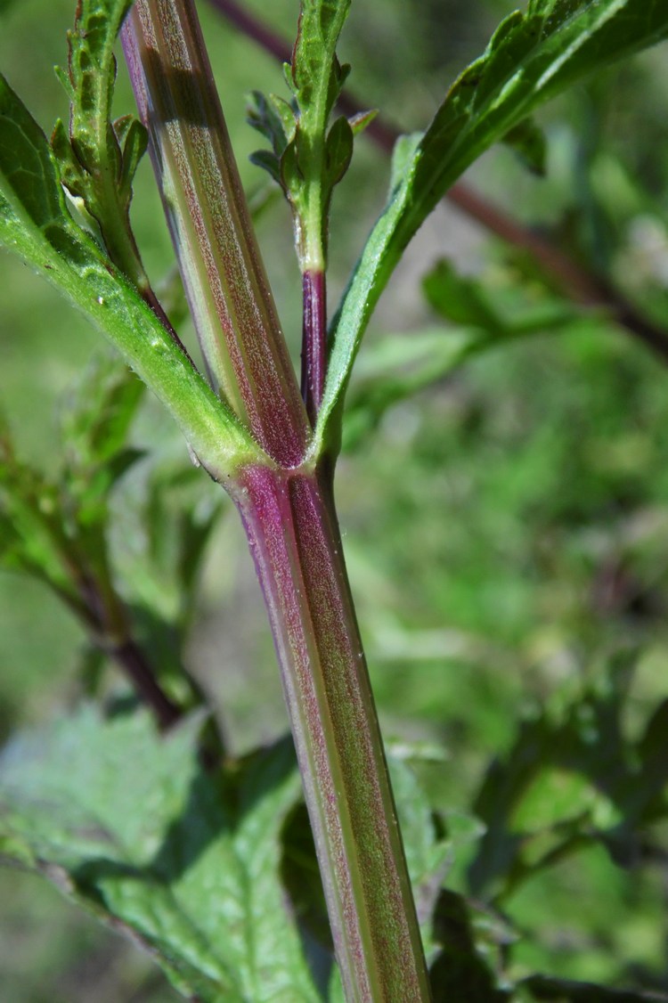 Изображение особи Verbena officinalis.