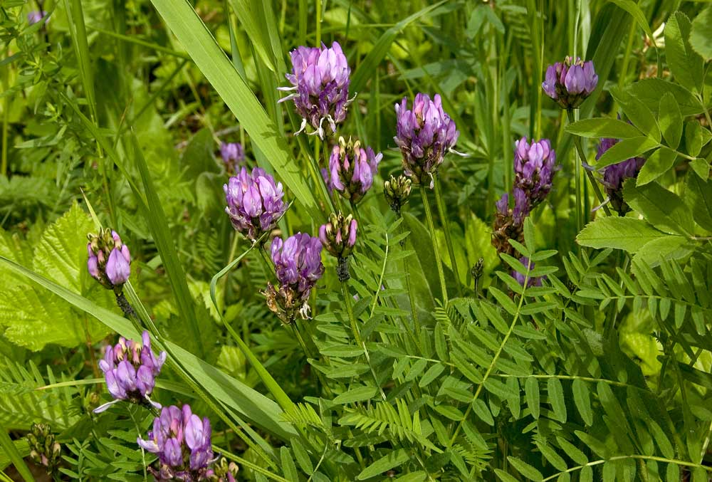 Изображение особи Astragalus danicus.