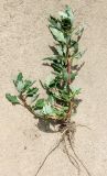 Oxybasis glauca