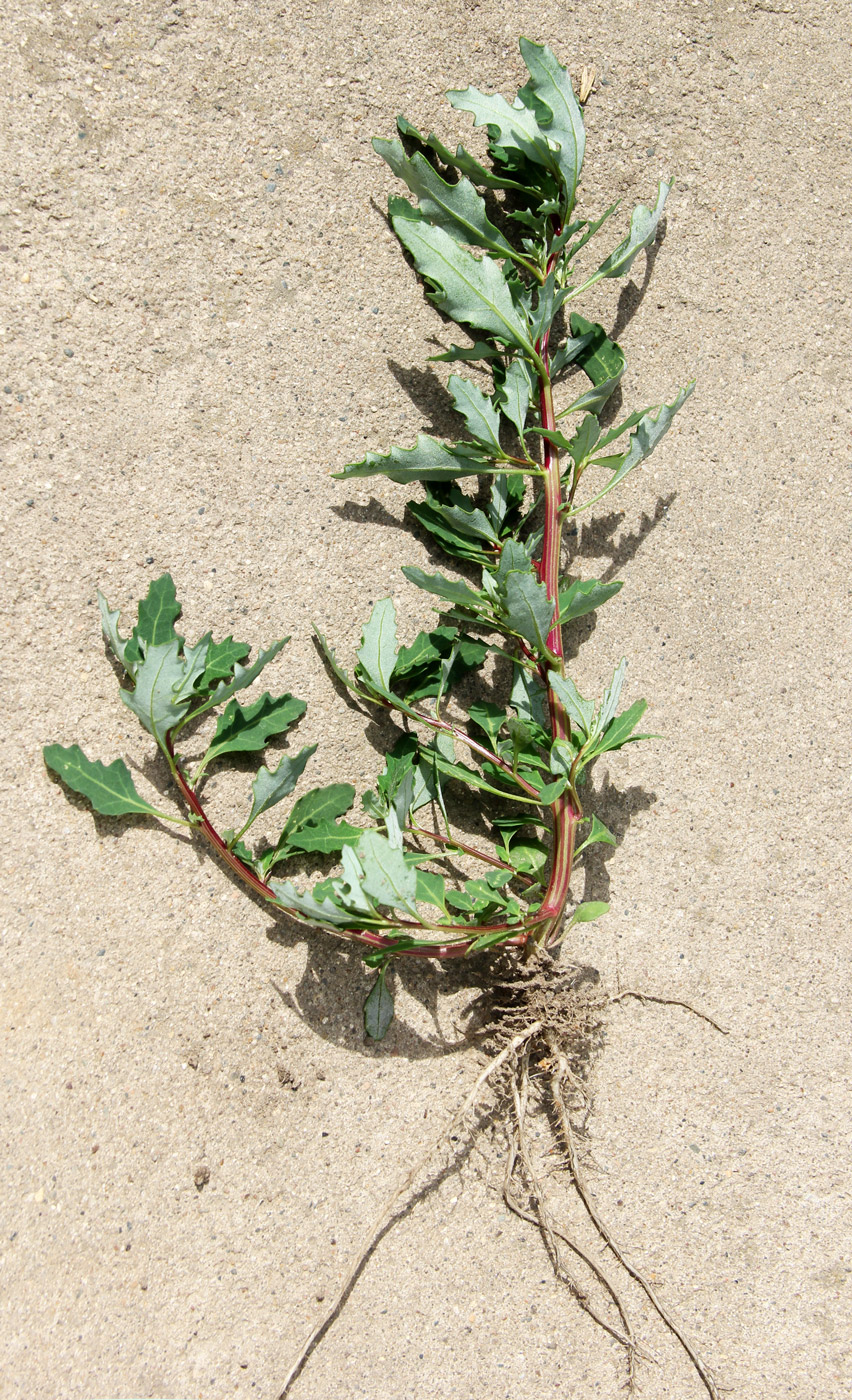 Image of Oxybasis glauca specimen.