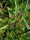 Cyperus fuscus