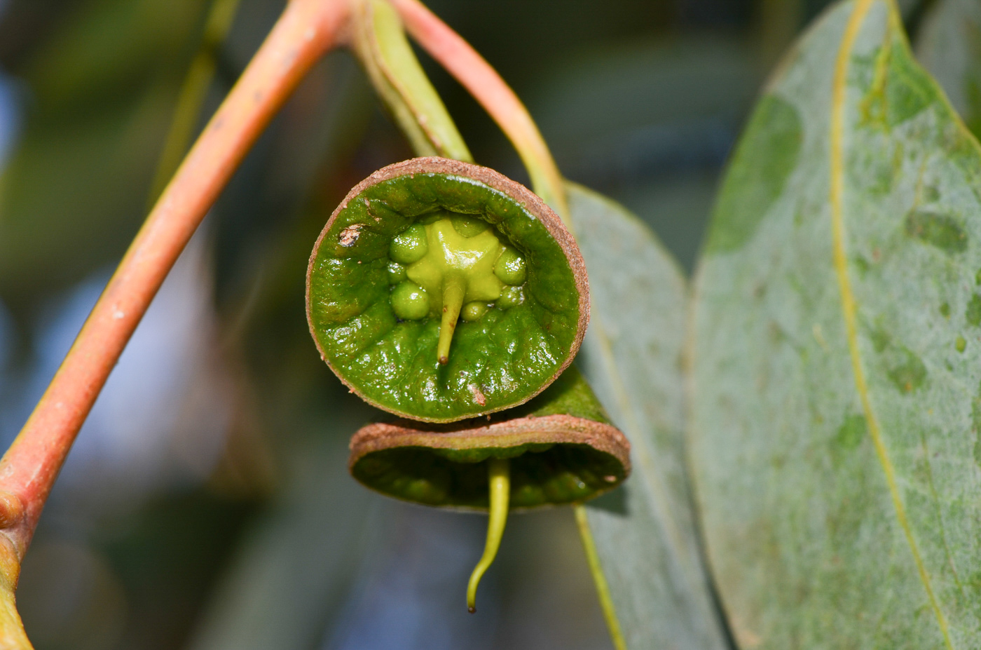 Image of Eucalyptus woodwardii specimen.