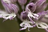 Orchis italica. Часть соцветия. Греция, Пелопоннес, Мессения, тропа выше влажного леса возле ущелья Фарангаки Перистерия. 29.03.2015.