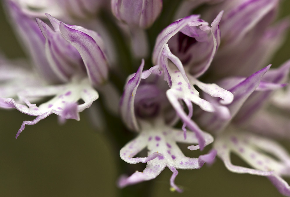 Image of Orchis italica specimen.