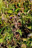 Campanula sibirica