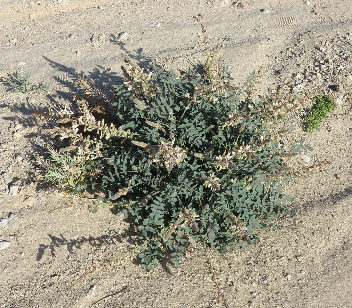 Image of Onobrychis ptolemaica specimen.