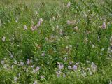 Spiraea salicifolia. Цветущие и плодоносящие растения; на переднем плане - цветущая Geranium wlassowianum. Иркутская обл., Иркутский р-н, окр. дер. Позднякова, луг с редкими кустарниками. 05.08.2016.