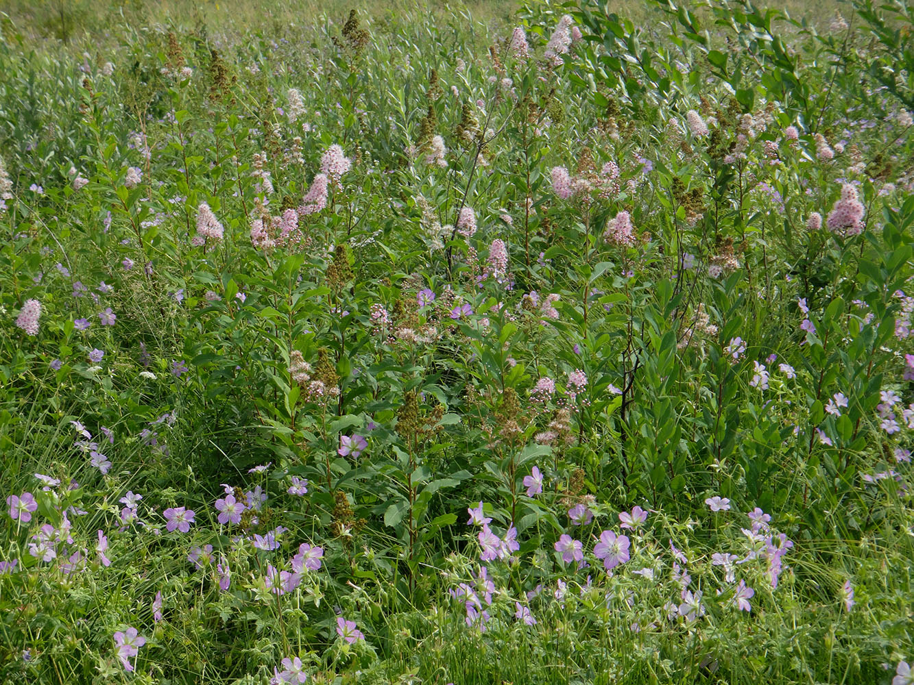 Изображение особи Spiraea salicifolia.