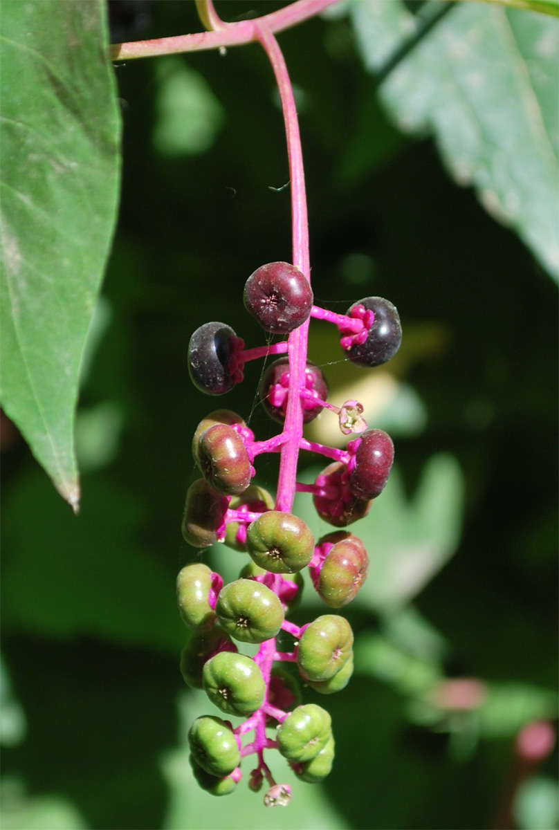 Image of Phytolacca americana specimen.