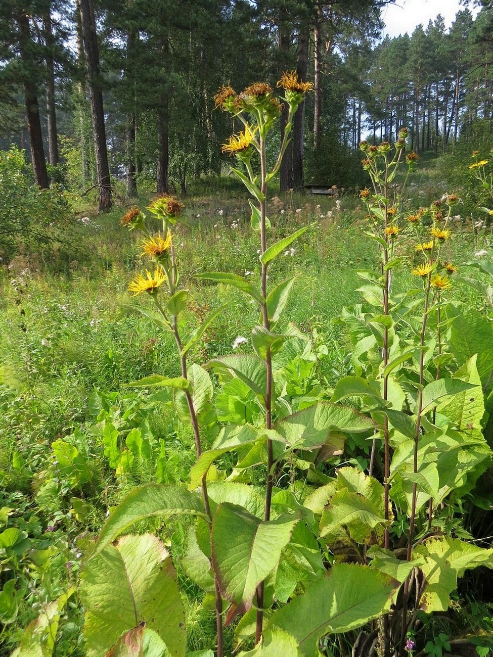 Изображение особи Inula helenium.