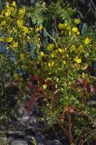 Oenothera biennis