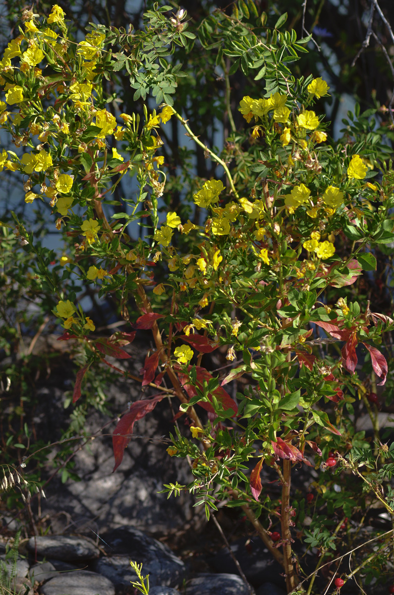 Изображение особи Oenothera biennis.