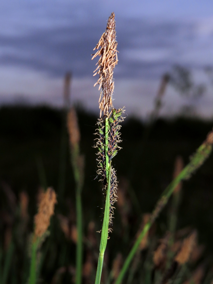 Изображение особи Carex cespitosa.
