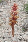 Orobanche centaurina. Цветущее растение. Крым, Севастополь, участок нарушенной петрофитной степи между проспектом Октябрьской революции и ул. Колобова. 04.06.2016.