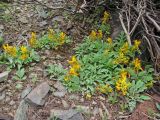 Corydalis sewerzowii