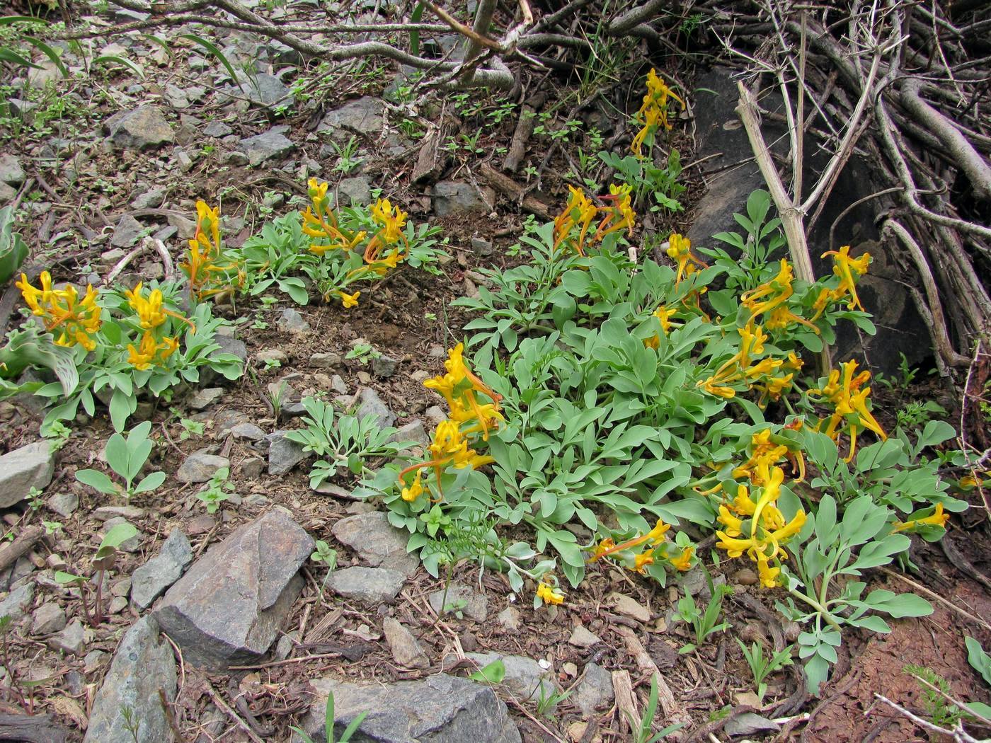 Изображение особи Corydalis sewerzowii.