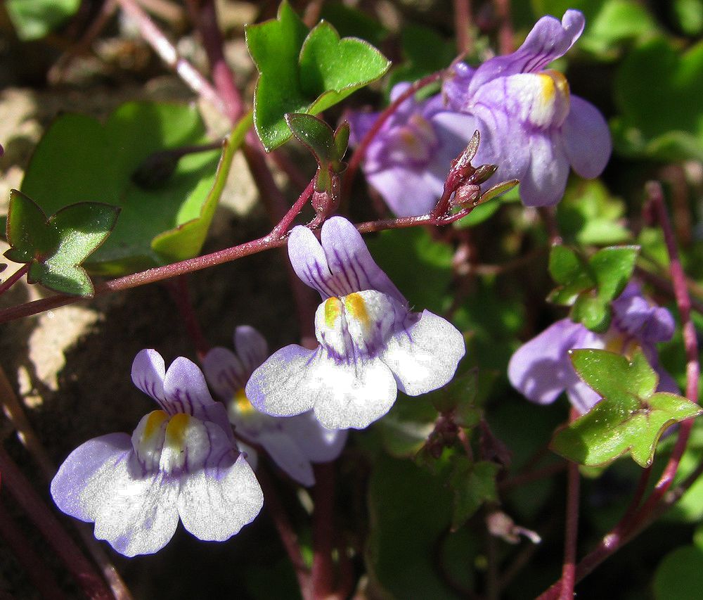 Изображение особи Cymbalaria muralis.