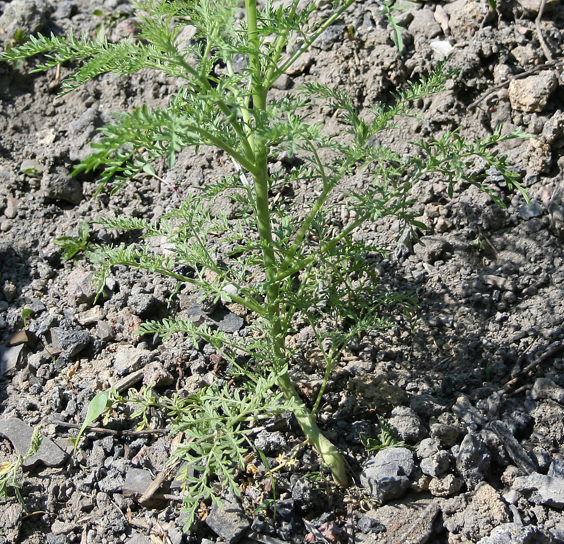 Image of Descurainia sophia specimen.