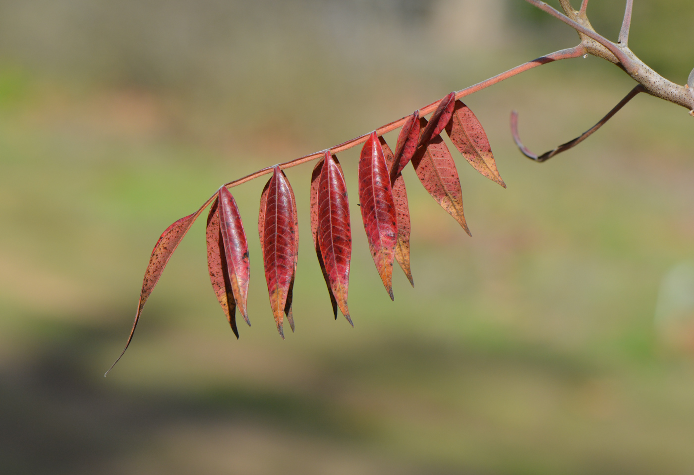 Изображение особи Rhus copallinum.