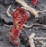 Paeonia tenuifolia. Молодой побег, отрастающий после зимнего покоя. Краснодарский край, Кущёвский р-н, станица Шкуринская, в культуре. 16 марта 2008 г.