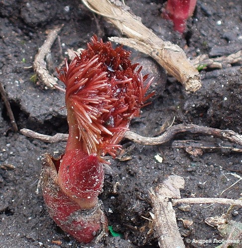 Image of Paeonia tenuifolia specimen.